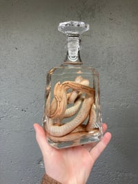 Image 5 of Corn Snake