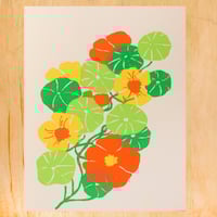 NASTURTIUM