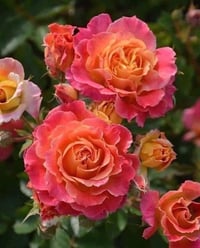 Image 2 of Pre-Order - CHALEUR ROSE