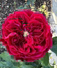 Image 1 of TESS OF THE D’URBERVILLES ROSE (Ausmove) 