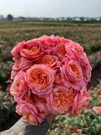 Image 1 of Pre-Order - LONDON EYES ROSE