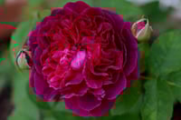 Image 1 of Pre-Order - WILLIAM SHAKESPEARE 2000 ROSE (Ausromeo)