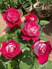 Image 6 of Pre-Order - MONICA BELLUCI ROSE