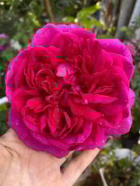 Image 1 of Pre-Order - THE DARK LADY ROSE (Ausbloom)