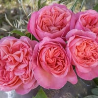 Image 2 of Pre-Order - SWEET MADEMOISELLE ROSE