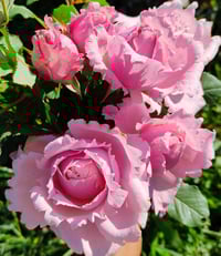 Image 1 of Pre-Order - SOPHIE ROCHAS ROSE