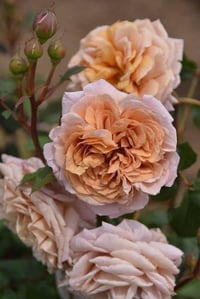 Image 1 of Pre-Order - UTSUSEMI ROSE