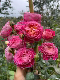 Image 1 of Pre-Order - CENTENAIRE DE I'HAY-LES-ROSES