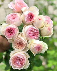 Image 1 of Pre-Order - YVES L'ESPRIT DE FILLE ROSE