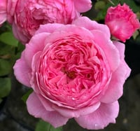 Image 1 of Pre-Order - LADY HEIRLOOM ROSE