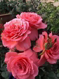 Image 1 of Pre-Order - LAURENT CABROL ROSE