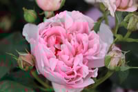 Image 2 of Pre-Order - ECKART WITZIGMANN ROSE