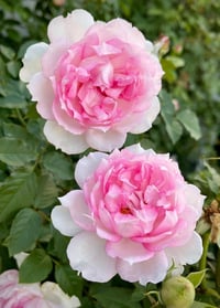 Image 1 of Pre-Order - MARTHA ROSE