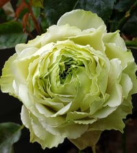 Image 1 of Pre-Order - GREEN ROMANTICA ROSE