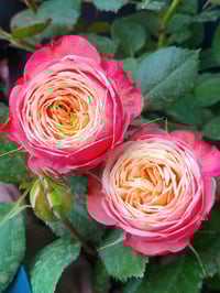 Image 2 of Pre-Order - BICO BABY ROMANTICA CLIMBING ROSE