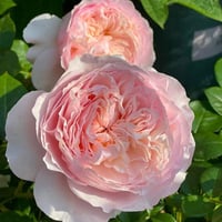 Image 2 of Pre-Order - DE CHERYL ROSE