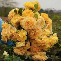 Image 1 of Pre-Order - THE POET’S WIFE ROSE (Auswhirl)