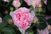 Image 3 of Pre-Order - ECKART WITZIGMANN ROSE