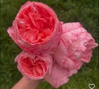 Image 1 of Pre-Order - SWEET MADEMOISELLE ROSE