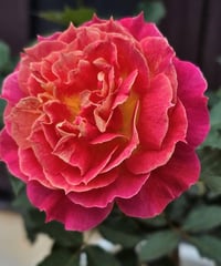 Image 1 of Pre-Order - CHALEUR ROSE