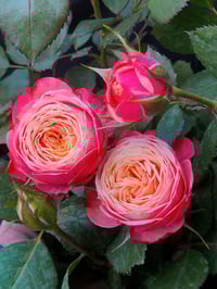 Image 3 of Pre-Order - BICO BABY ROMANTICA CLIMBING ROSE