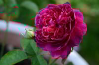 Image 2 of Pre-Order - WILLIAM SHAKESPEARE 2000 ROSE (Ausromeo)