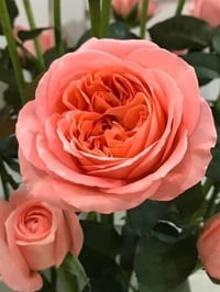 Image 2 of Pre-Order - LONDON EYES ROSE