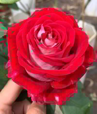 Image 1 of Pre-Order - MONICA BELLUCI ROSE