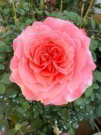 Image 2 of Pre-Order - LAURENT CABROL ROSE