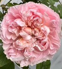 Image 1 of Pre-Order - DE CHERYL ROSE