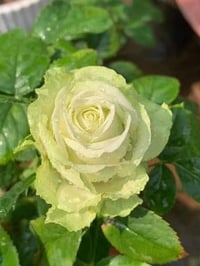 Image 2 of Pre-Order - GREEN ROMANTICA ROSE