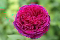 Image 2 of Pre-Order - THE DARK LADY ROSE (Ausbloom)