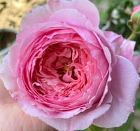 Image 2 of Pre-Order - LADY HEIRLOOM ROSE