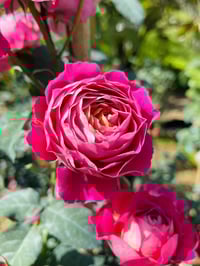 Image 2 of Pre-Order - CENTENAIRE DE I'HAY-LES-ROSES