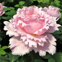 Image 2 of Pre-Order - SOPHIE ROCHAS ROSE