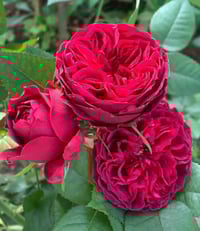 Image 2 of TESS OF THE D’URBERVILLES ROSE (Ausmove) 