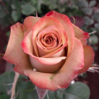 Image 2 of Pre-Order - CAPPUCCINO ROSE