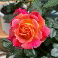 Image 3 of Pre-Order - CHALEUR ROSE