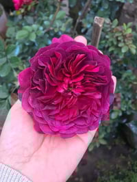 Image 3 of Pre-Order - WILLIAM SHAKESPEARE 2000 ROSE (Ausromeo)