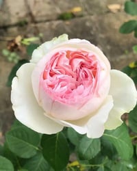 Image 3 of Pre-Order - YVES L'ESPRIT DE FILLE ROSE