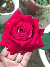 Image 2 of Pre-Order - MONICA BELLUCI ROSE