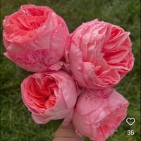 Image 4 of Pre-Order - SWEET MADEMOISELLE ROSE