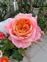 Image 3 of Pre-Order - LONDON EYES ROSE