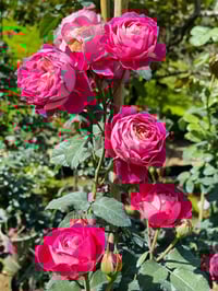 Image 3 of Pre-Order - CENTENAIRE DE I'HAY-LES-ROSES