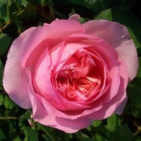 Image 1 of Pre-Order - ECKART WITZIGMANN ROSE