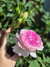 Image 3 of Pre-Order - MARTHA ROSE