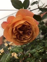 Image 3 of Pre-Order - UTSUSEMI ROSE