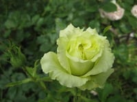 Image 3 of Pre-Order - GREEN ROMANTICA ROSE