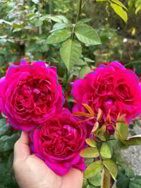 Image 3 of Pre-Order - THE DARK LADY ROSE (Ausbloom)