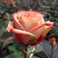 Image 3 of Pre-Order - CAPPUCCINO ROSE